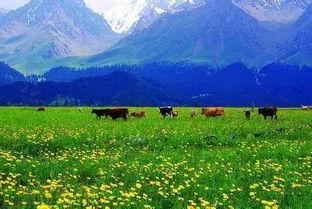 桃花岛品质极速福利在线,畅享云端仙境之旅